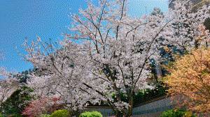 900米樱花步道已就位!解锁