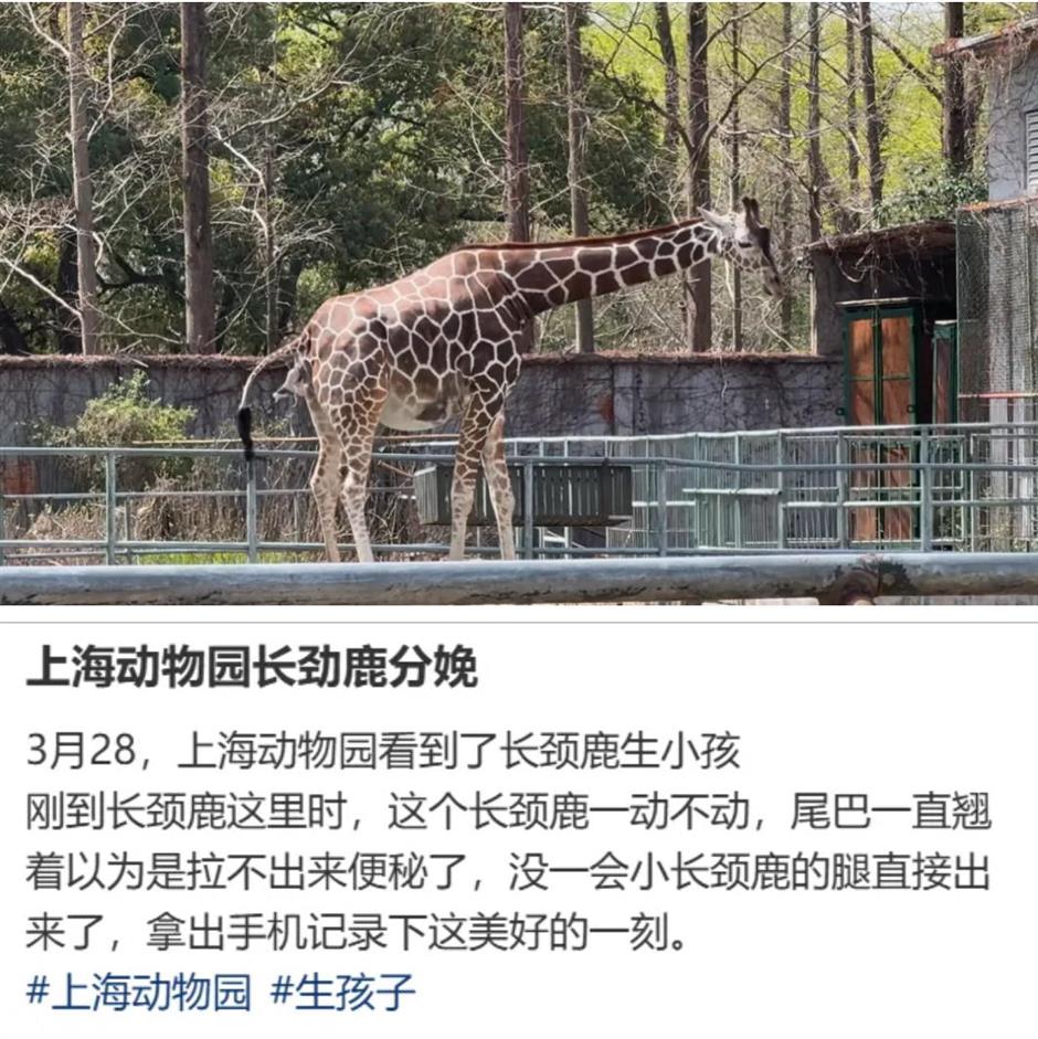 上海动物园长颈鹿萌宝亮相啦!刚出生就1米93!
