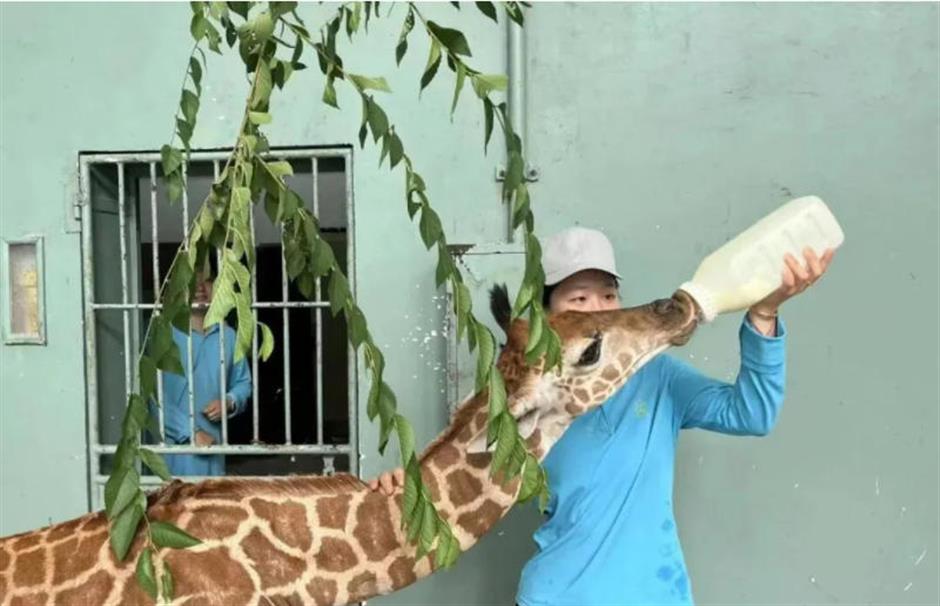 上海动物园长颈鹿萌宝亮相啦!刚出生就1米93!