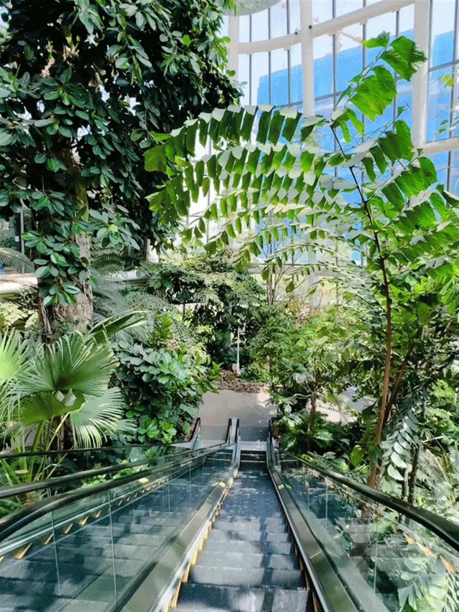 热带雨林+1!上海这些秘境绿意拉满!