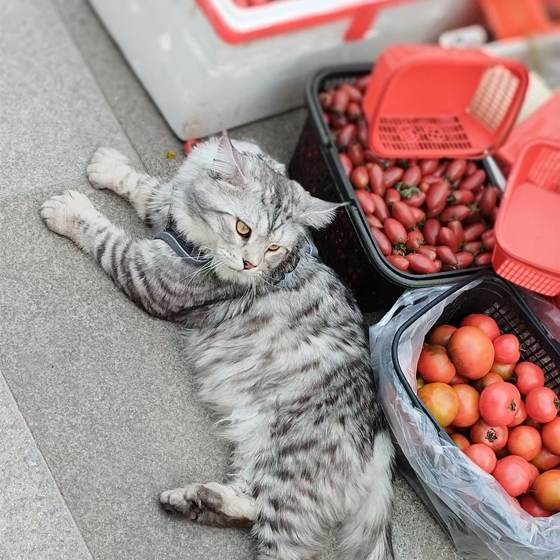 Pawsome City: Creating an Environment Where People, Pets Coexist in Harmony