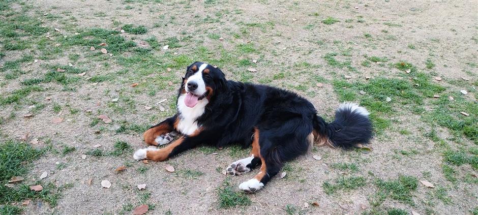 Pawsome City: Creating an Environment Where People, Pets Coexist in Harmony