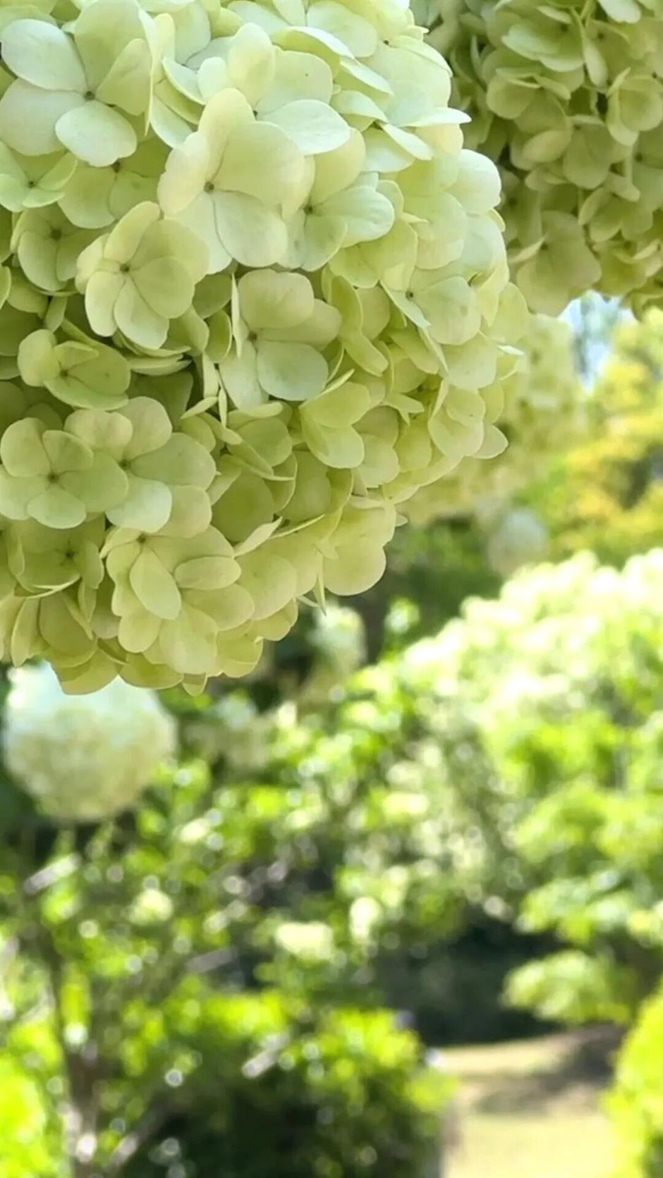 莫奈花园惊艳返场!30万株花海免费逛