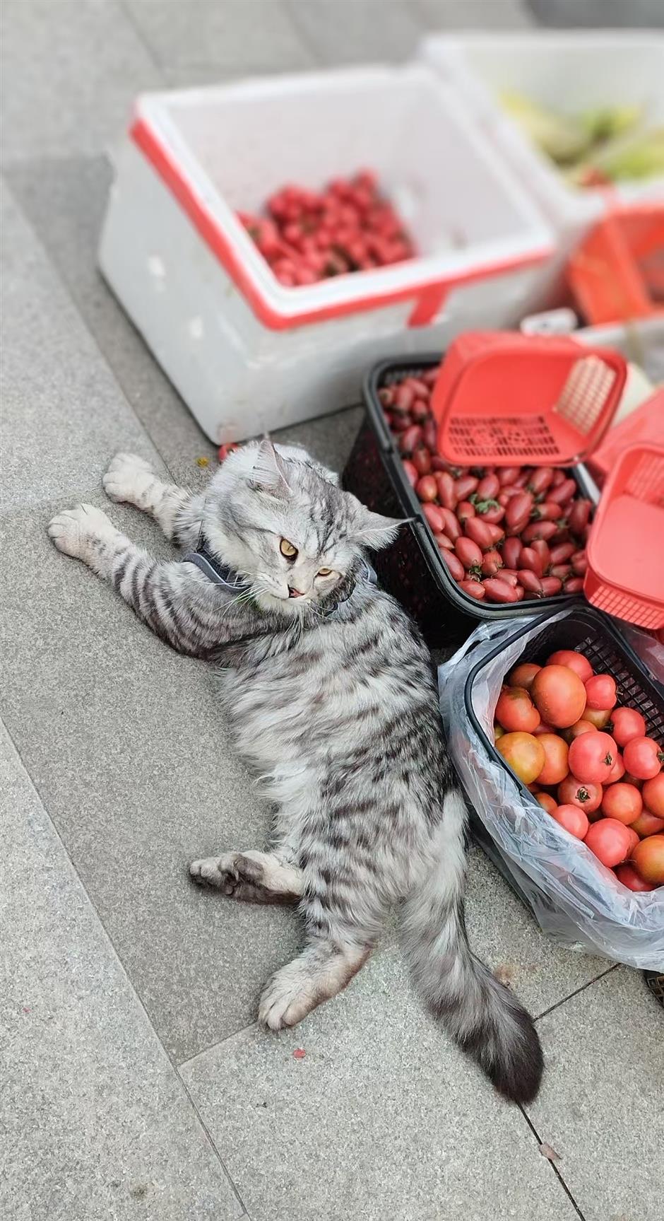 Pawsome City: Creating an Environment Where People, Pets Coexist in Harmony