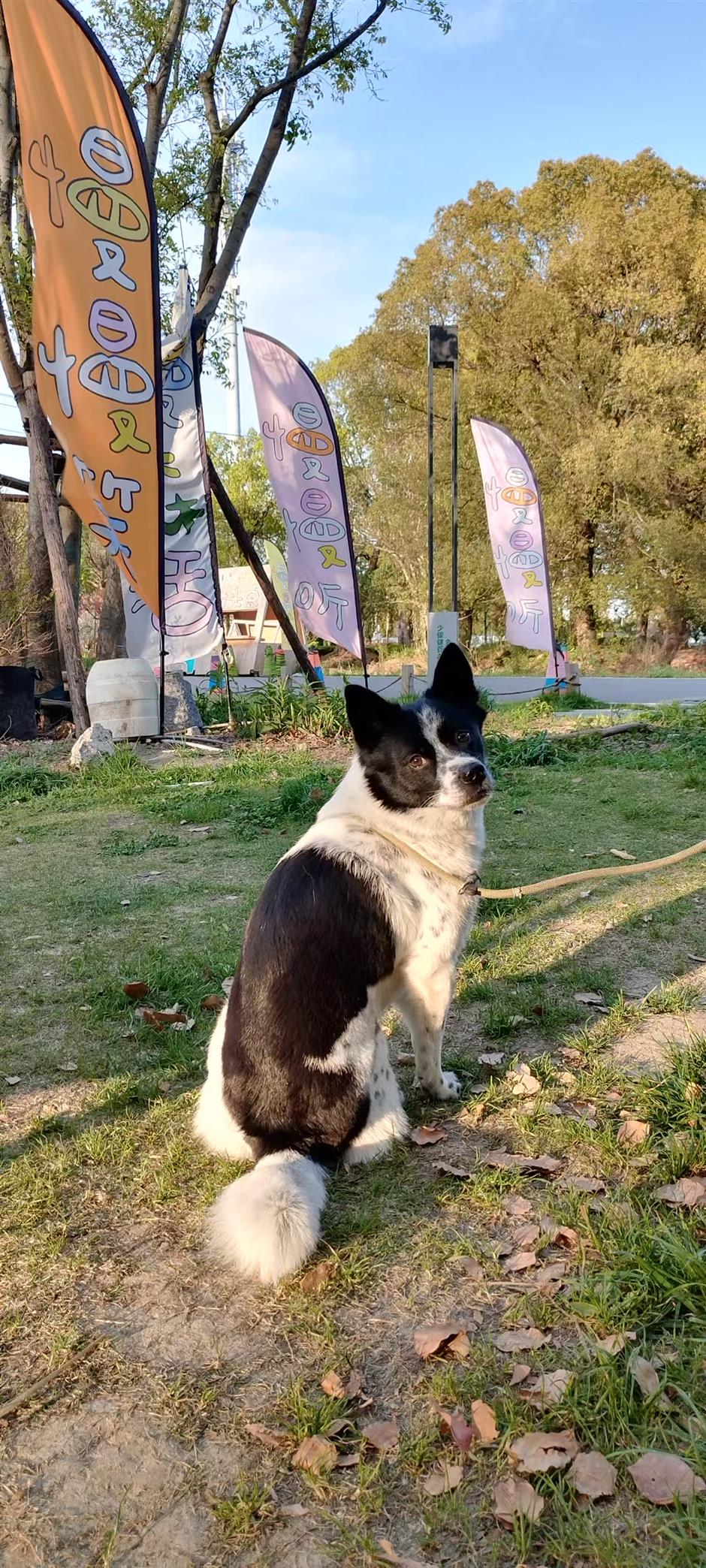 Pawsome City: Creating an Environment Where People, Pets Coexist in Harmony