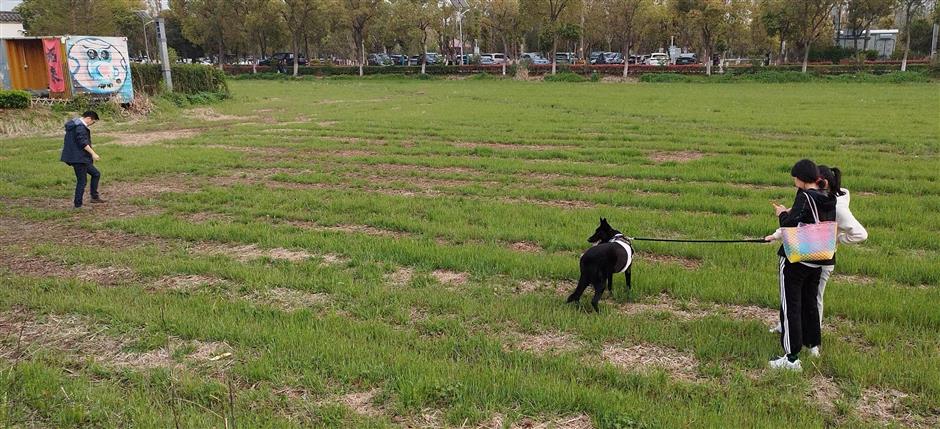 Pawsome City: Creating an Environment Where People, Pets Coexist in Harmony