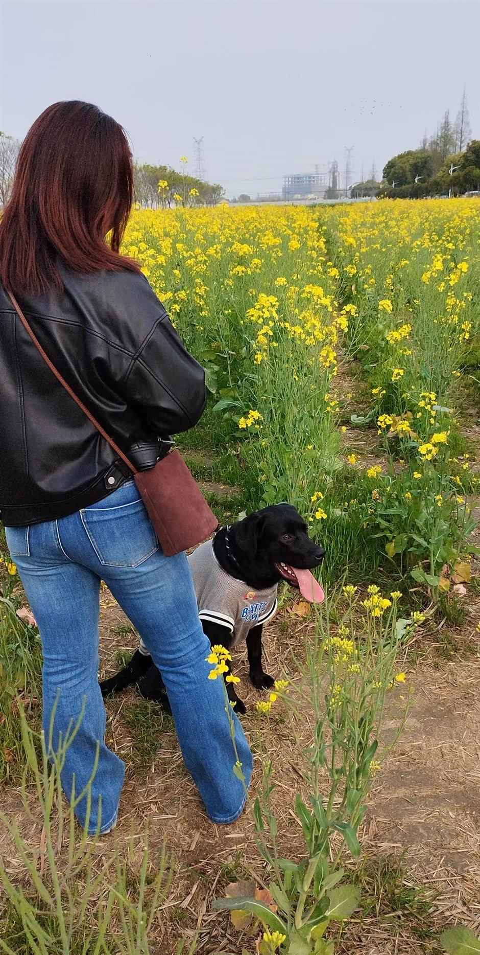 Pawsome City: Creating an Environment Where People, Pets Coexist in Harmony