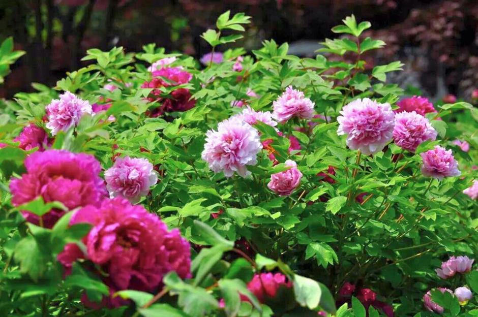 真!国!色!沪上牡丹盛放,10处赏花地→