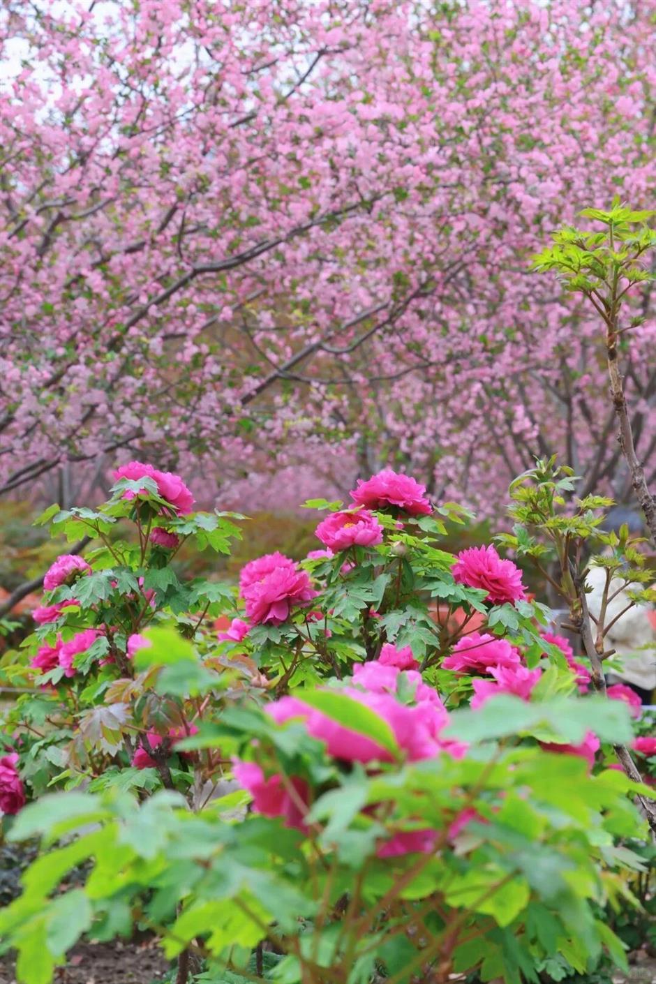 真!国!色!沪上牡丹盛放,10处赏花地→