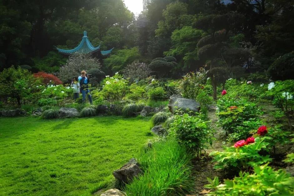 真!国!色!沪上牡丹盛放,10处赏花地→