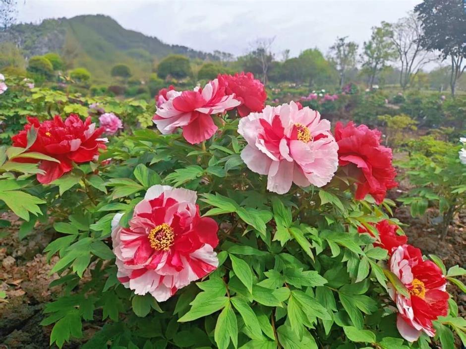 真!国!色!沪上牡丹盛放,10处赏花地→