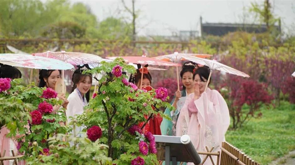 真!国!色!沪上牡丹盛放,10处赏花地→