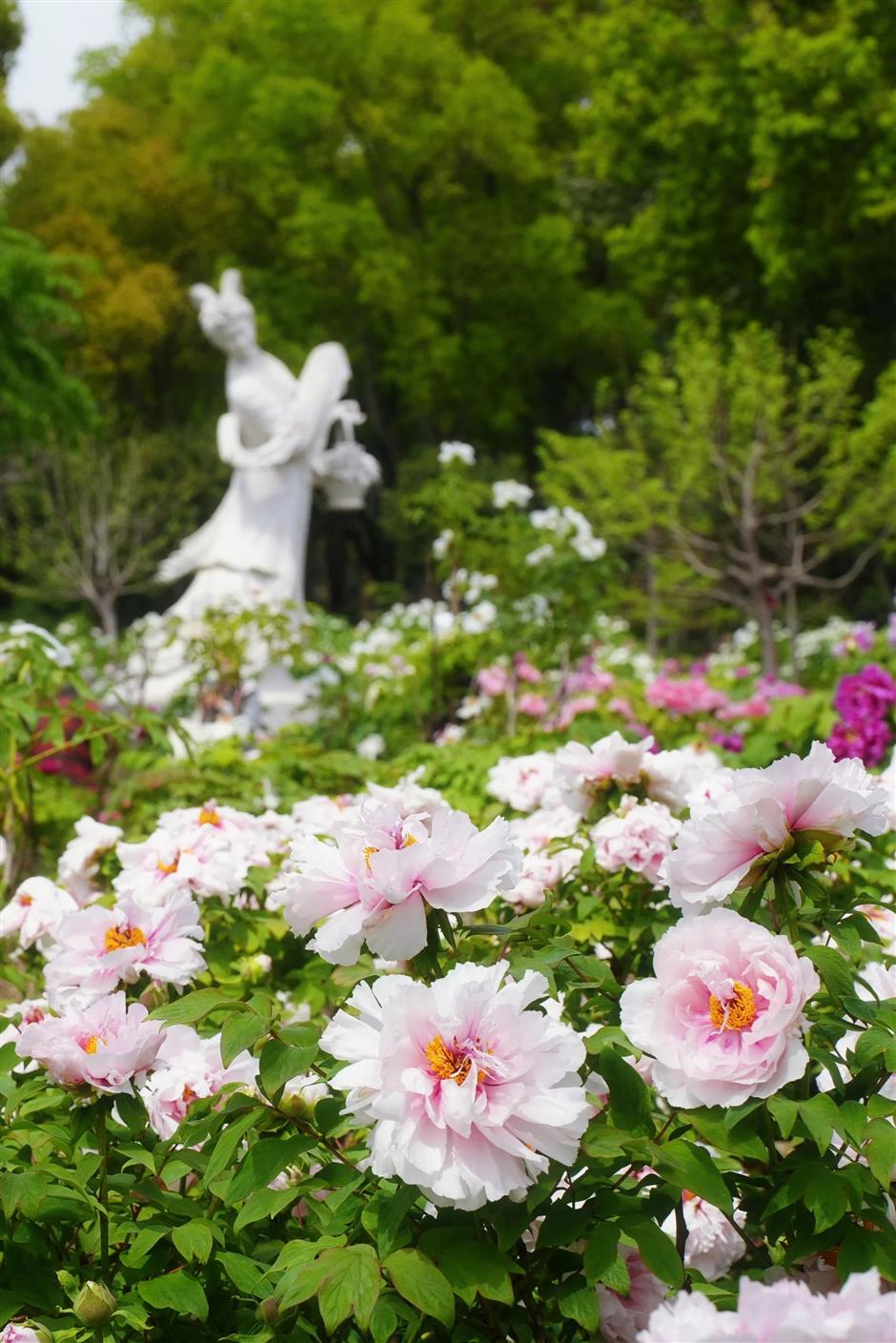 真!国!色!沪上牡丹盛放,10处赏花地→