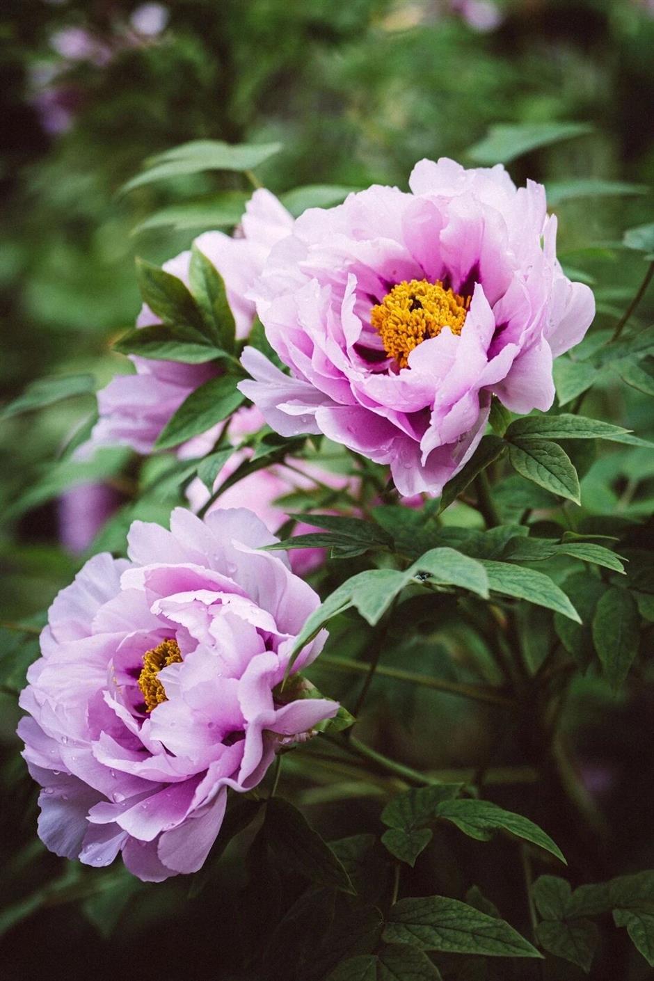 真!国!色!沪上牡丹盛放,10处赏花地→