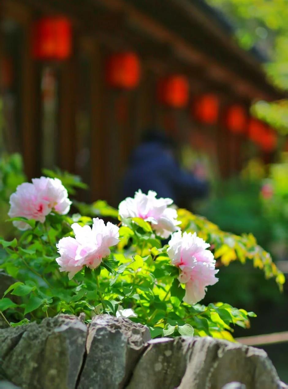 真!国!色!沪上牡丹盛放,10处赏花地→