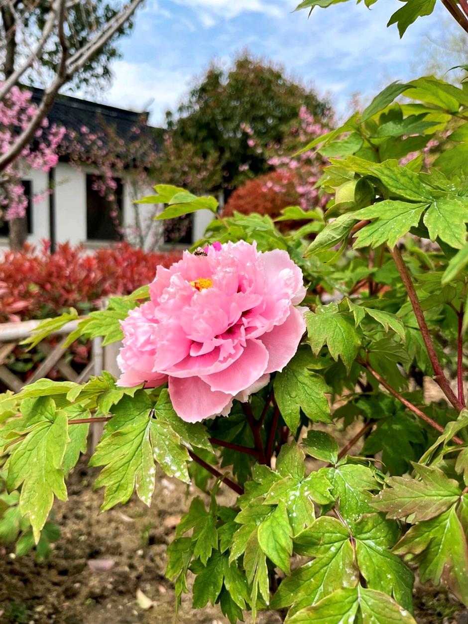 真!国!色!沪上牡丹盛放,10处赏花地→