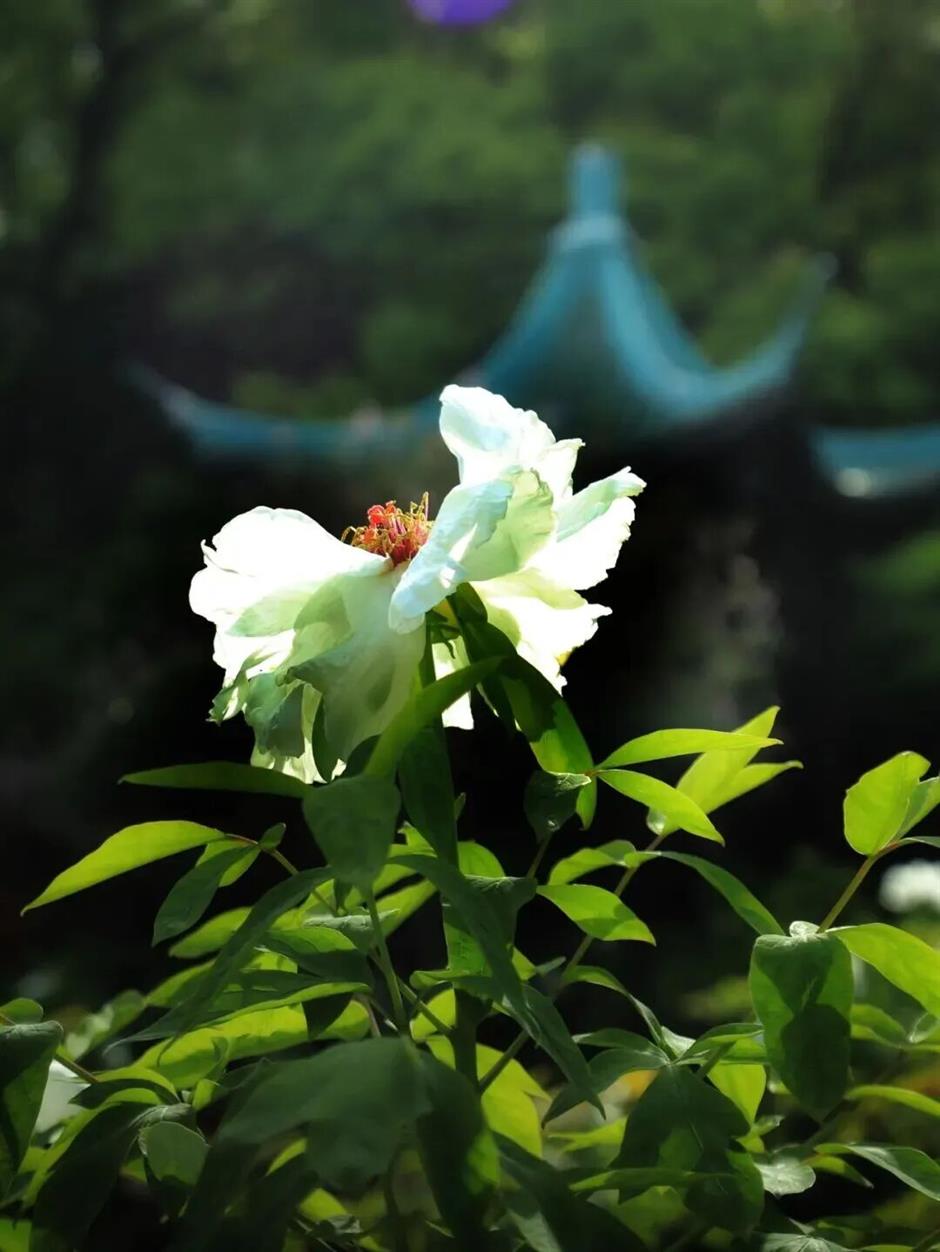 真!国!色!沪上牡丹盛放,10处赏花地→