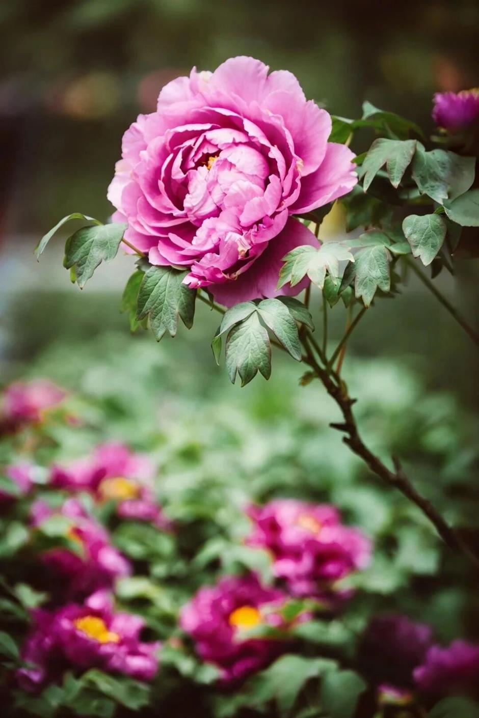 真!国!色!沪上牡丹盛放,10处赏花地→