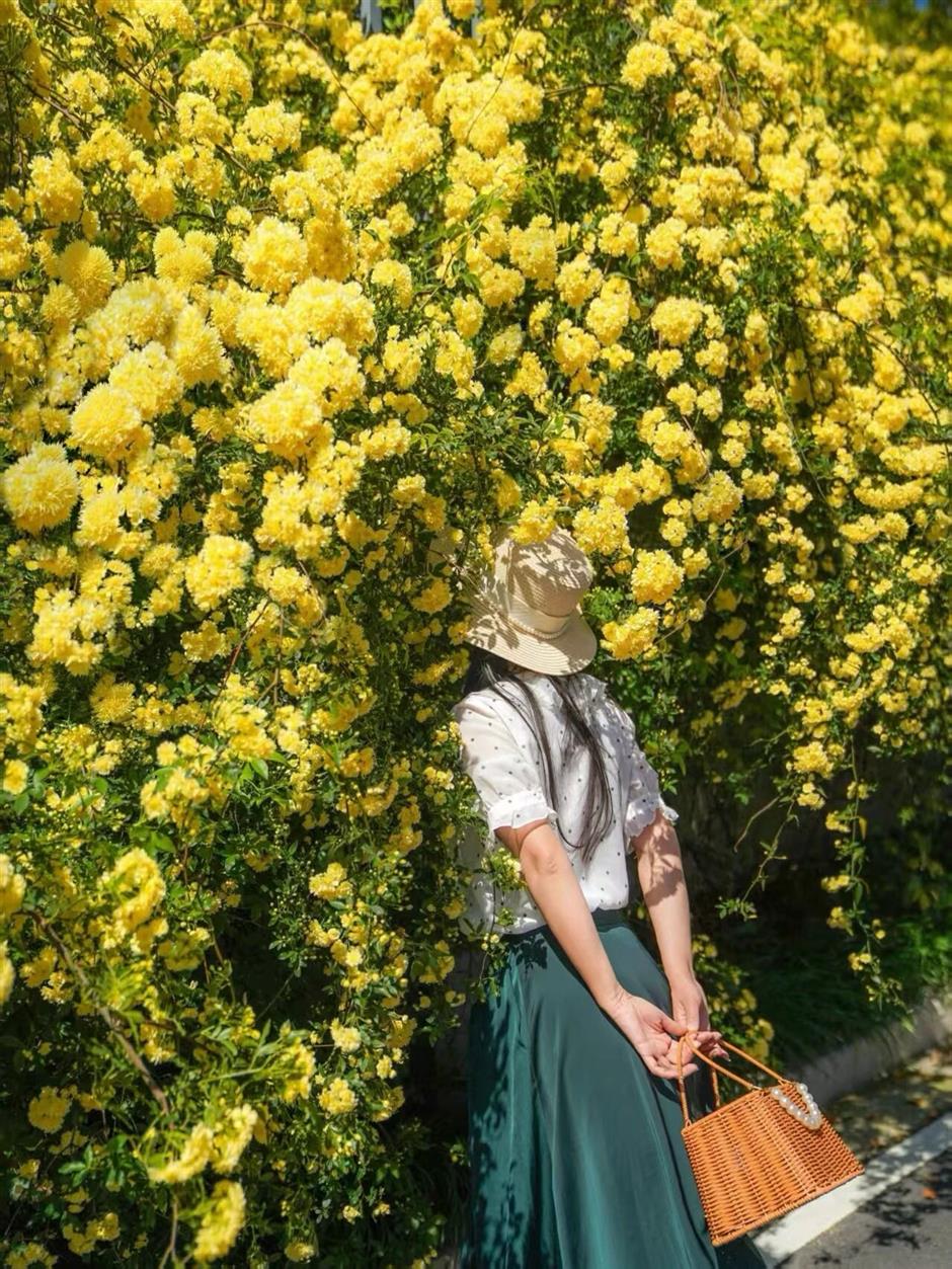 小黄花瀑布上线!免费打卡10万㎡艺术园区