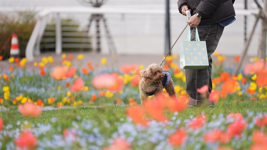 Qiantan Flower Exhibition to Open on April 18