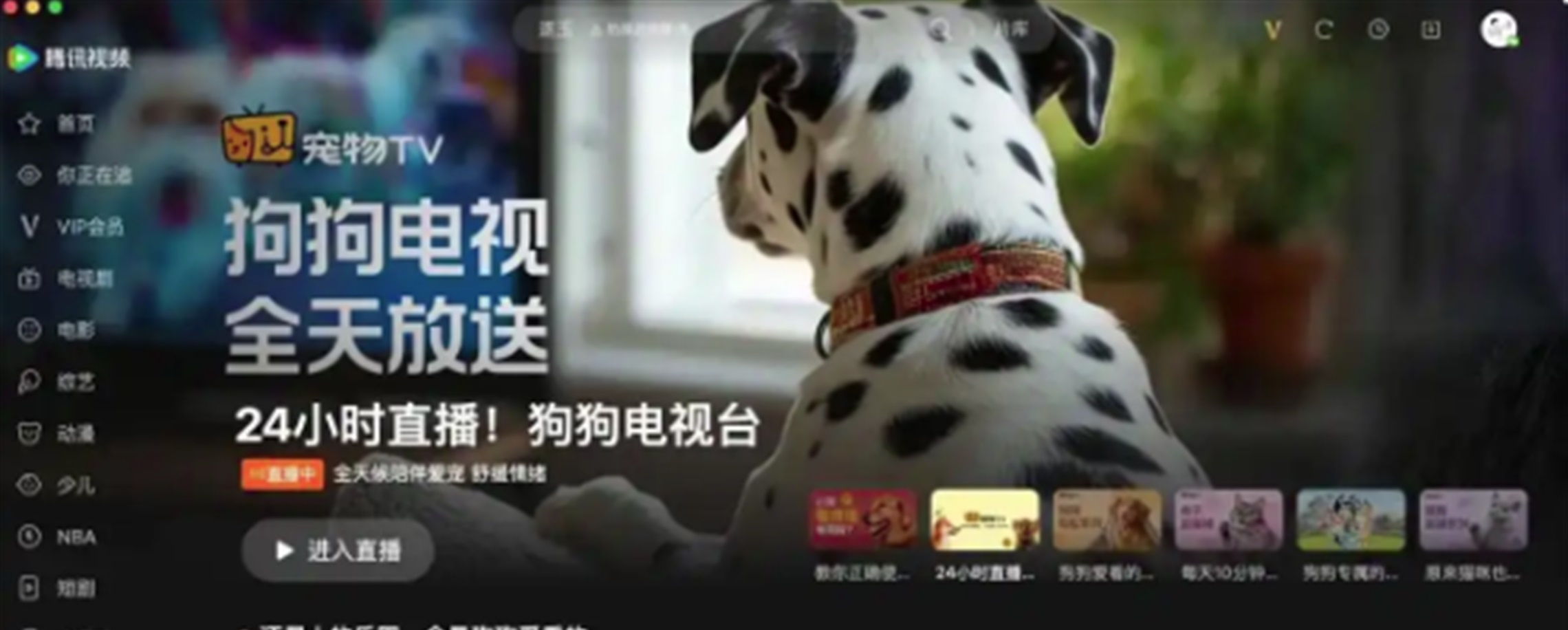 Tencent Launches 24-Hour TV Channel Designed for Pets