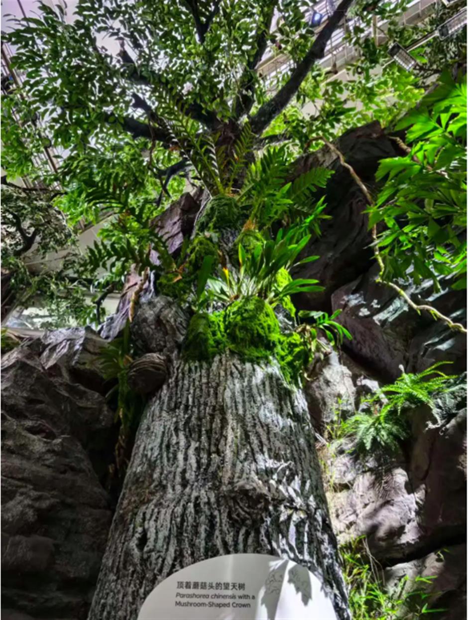 不出上海,也能穿越西双版纳?