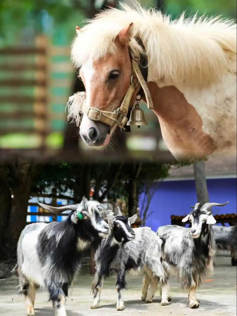 快乐遛娃不重样,松江宝藏线路来了