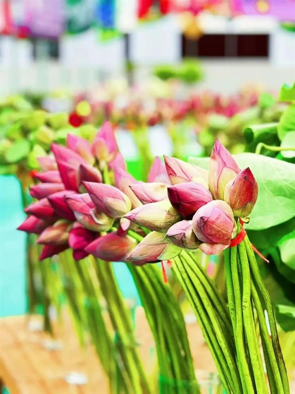 千亩花谷、非遗手作、田园小院,都藏在上海这个小镇!