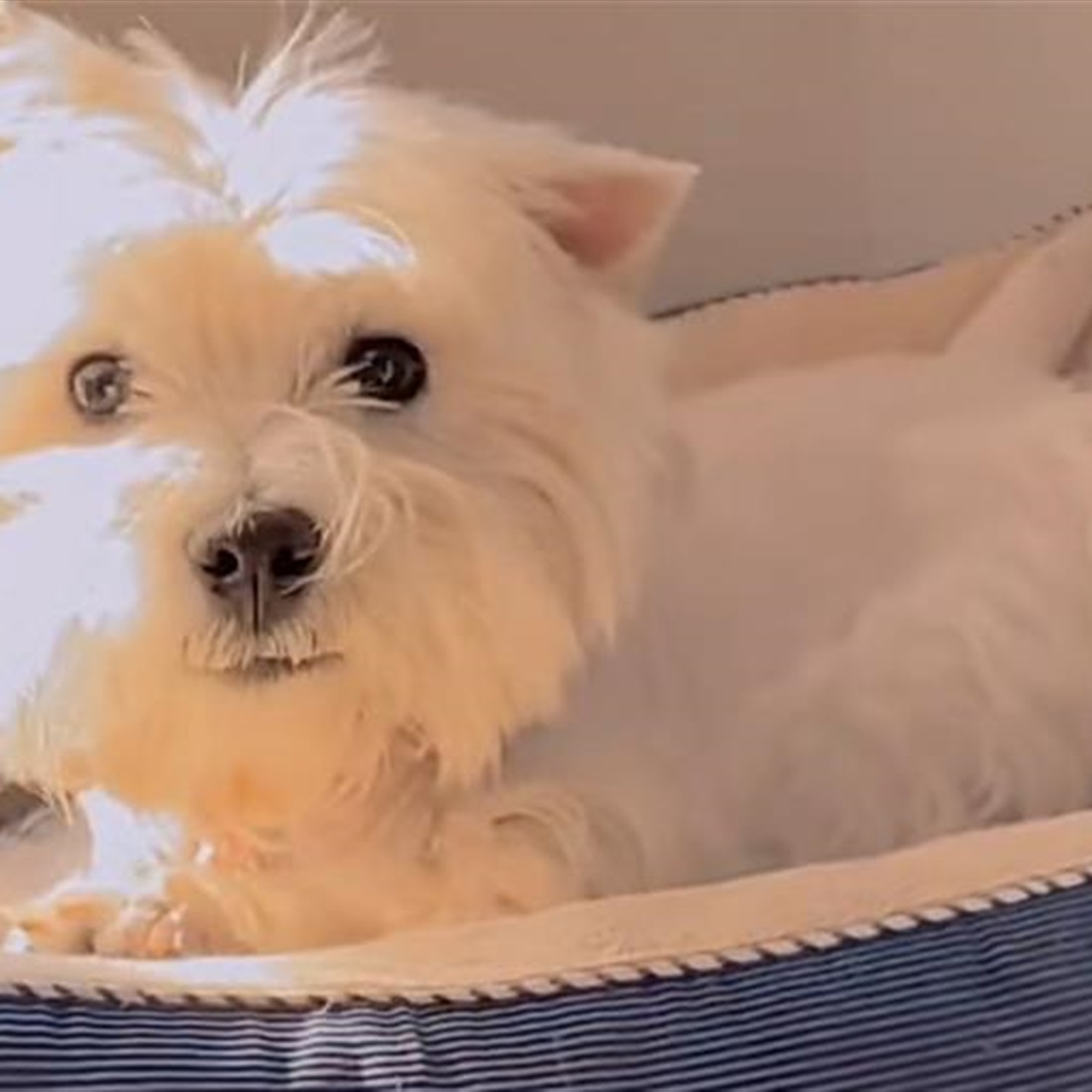 Beijing Court Upholds Compensation in City's First Pet‑Poisoning Case