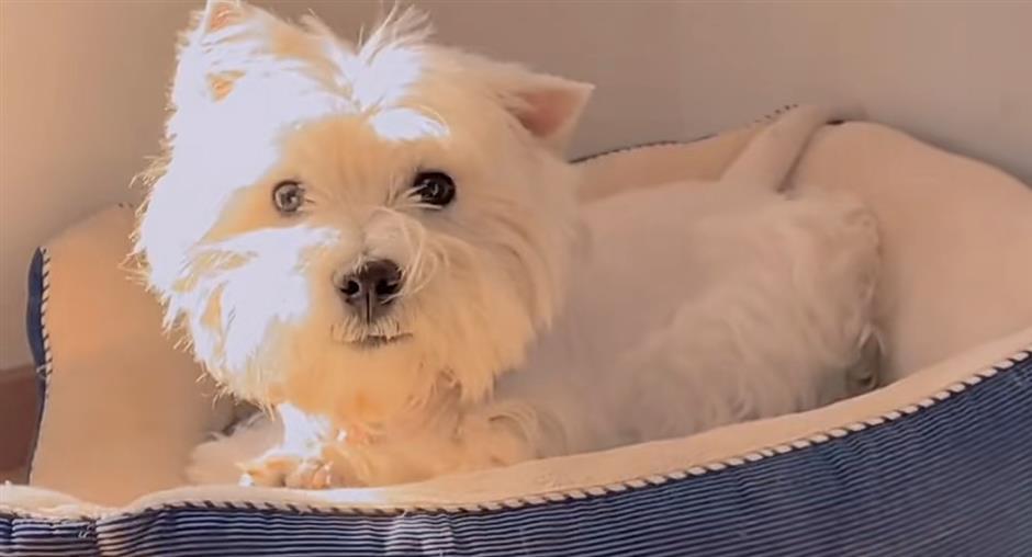 Beijing Court Upholds Compensation in City's First Pet‑Poisoning Case