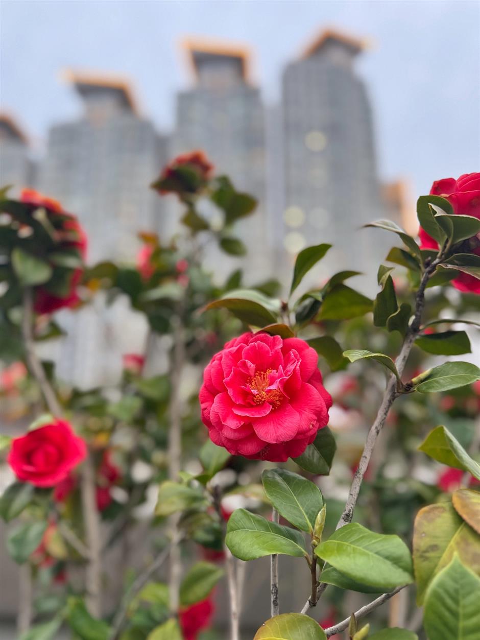[My Shanghai] 48 Hours in Shanghai by a 10-Year Foodie Veteran