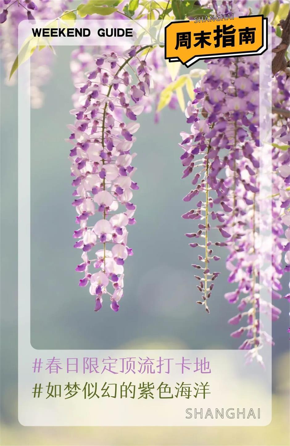 久等了!紫藤秘境上线,本周末进入盛花期!