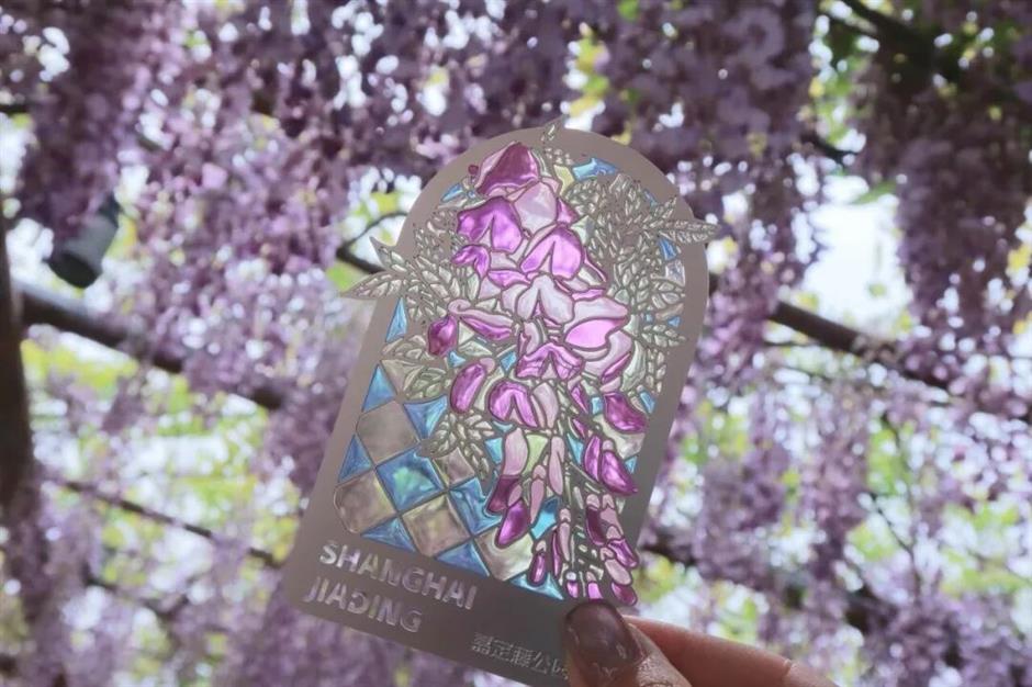 久等了!紫藤秘境上线,本周末进入盛花期!