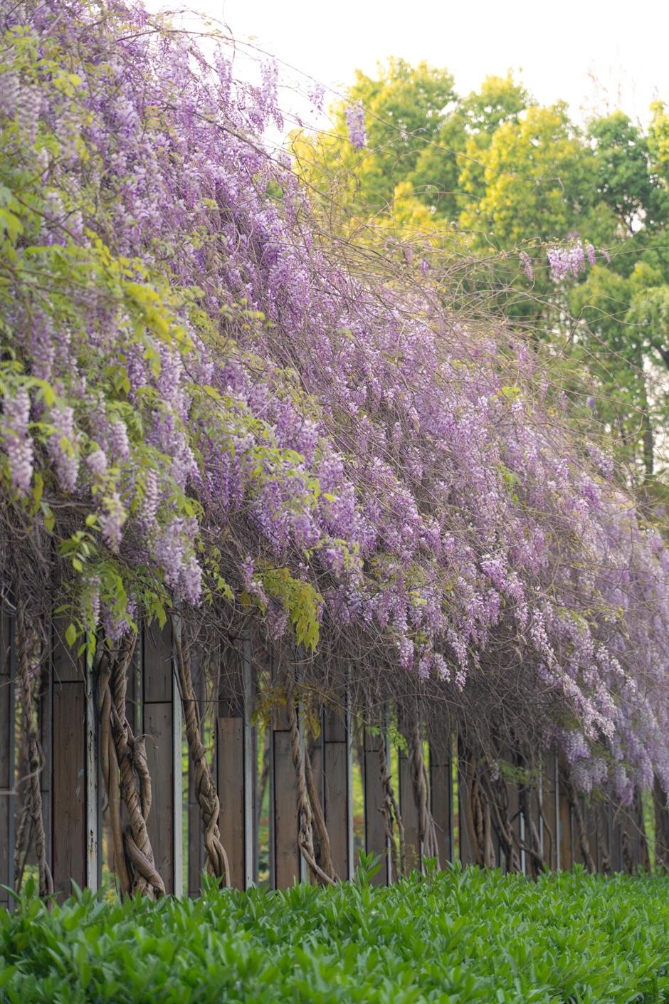 久等了!紫藤秘境上线,本周末进入盛花期!