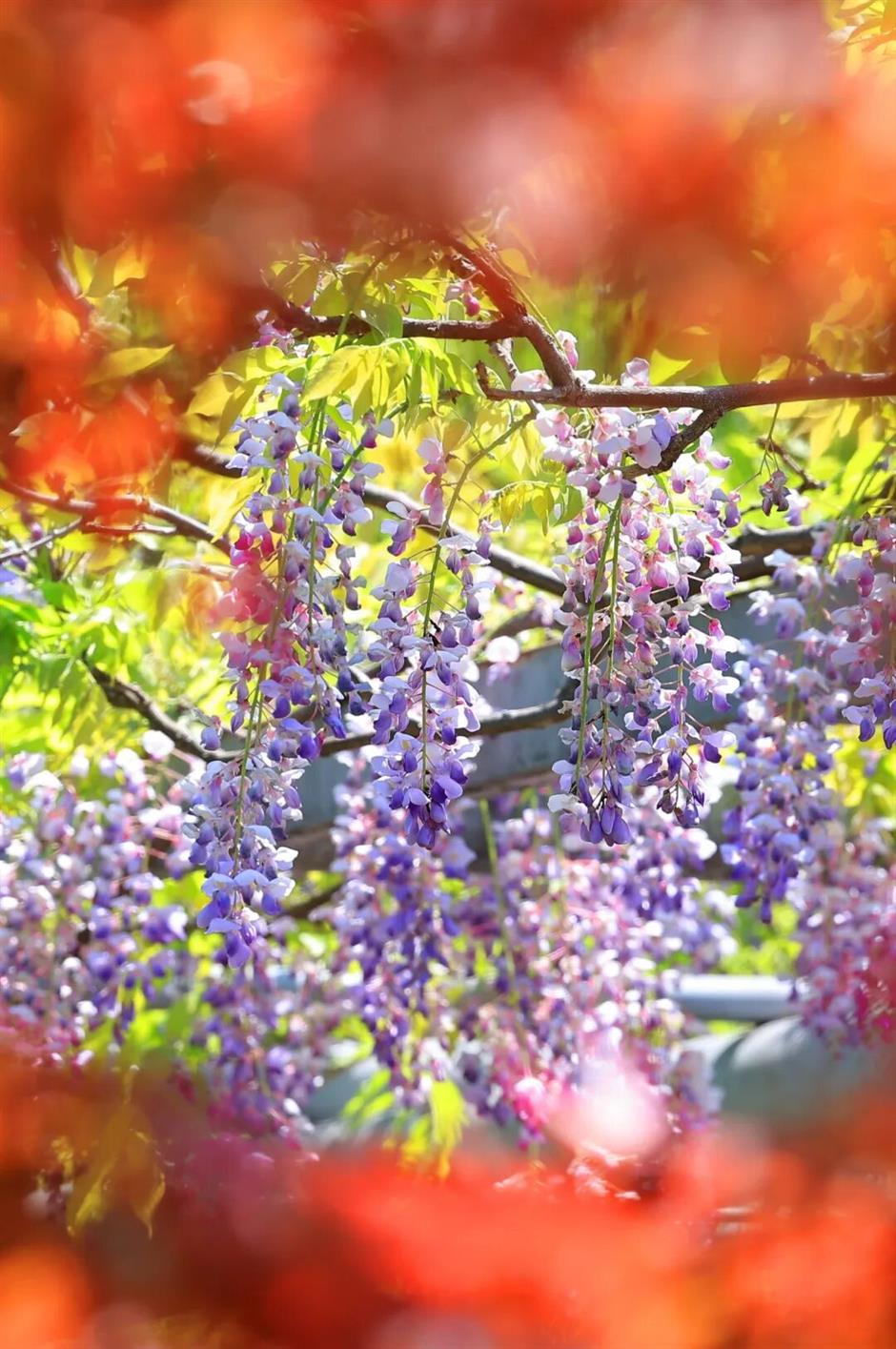 久等了!紫藤秘境上线,本周末进入盛花期!