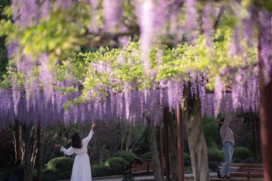 久等了!紫藤秘境上线,本周末进入盛花期!