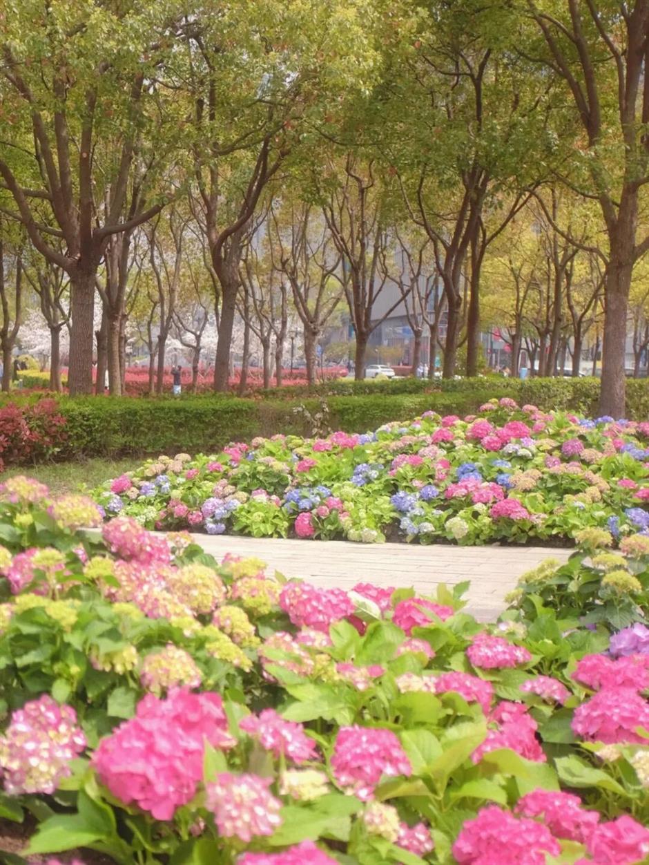 800米花巷+1.5公里绣球花岸!前滩花街刷屏整个春天