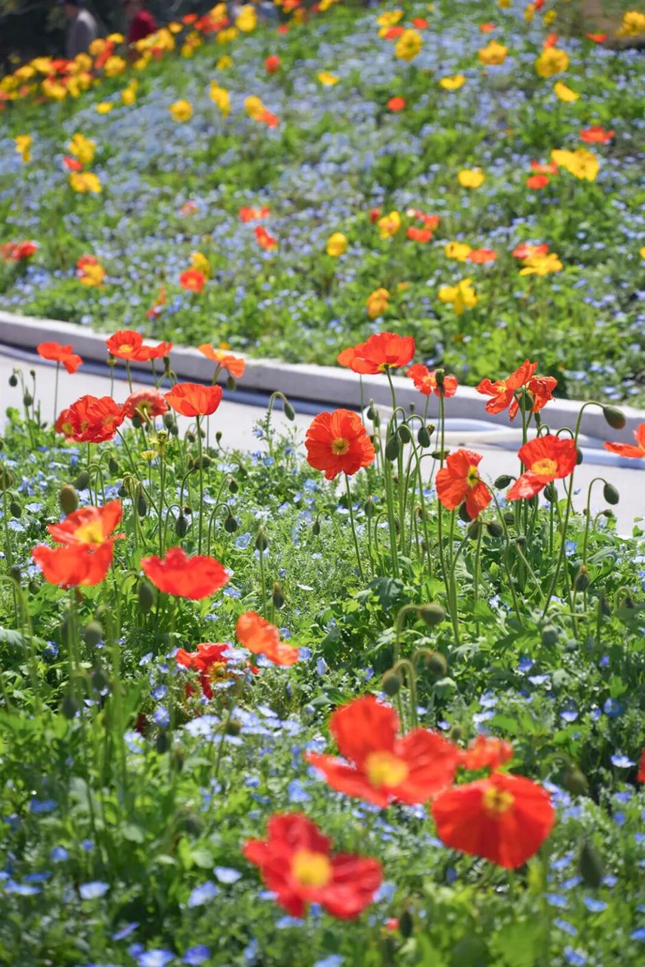 800米花巷+1.5公里绣球花岸!前滩花街刷屏整个春天