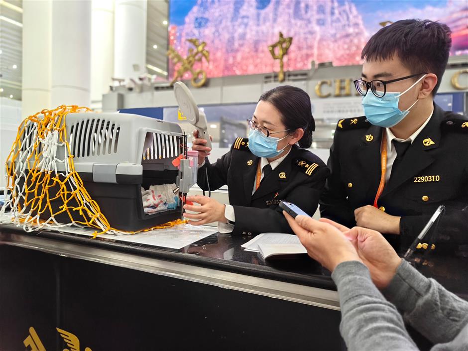 China's Pet Travel Boom Reaches Shanghai as Pudong Airport Entries Jump 21.5%