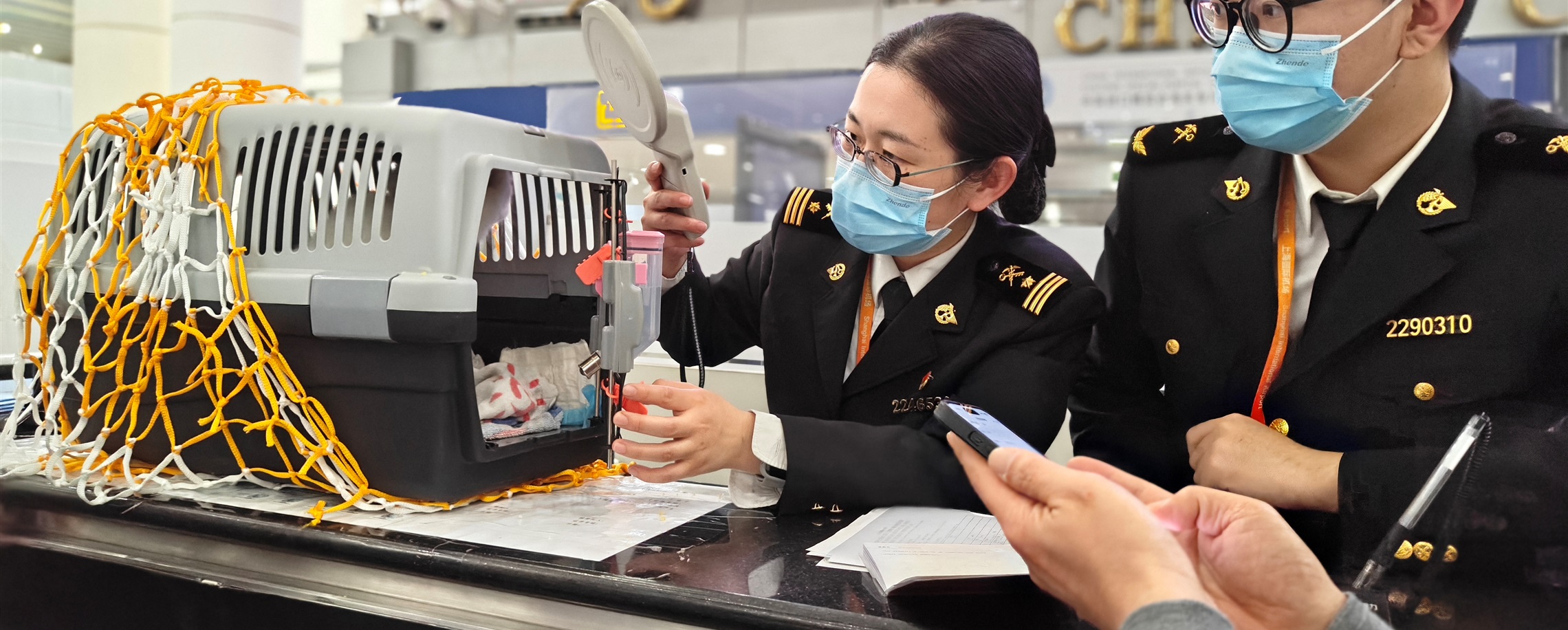 China's Pet Travel Boom Reaches Shanghai as Pudong Airport Entries Jump 21.5%