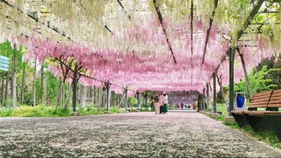 1050米!三色紫藤长廊迎来最美时刻