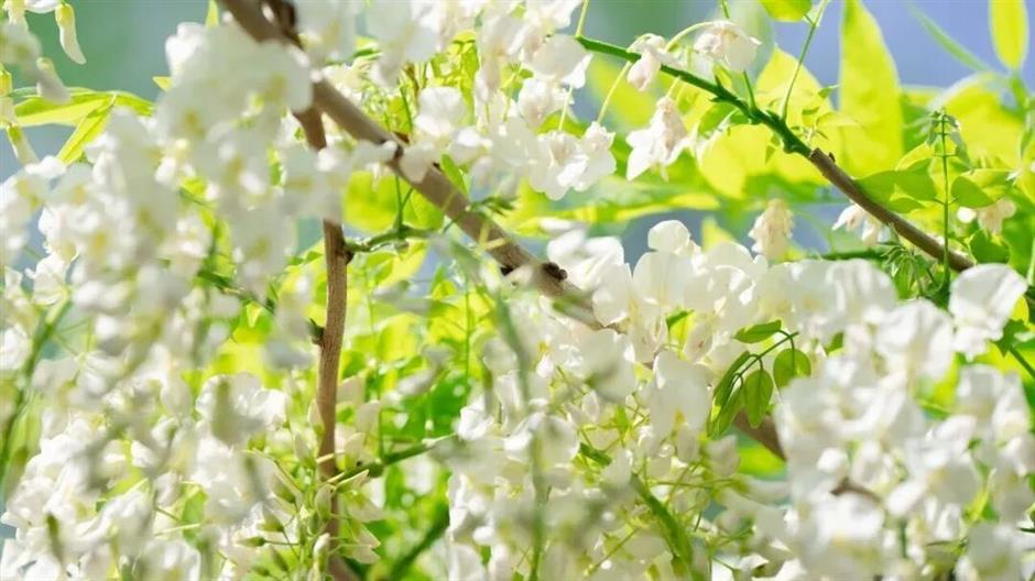 1050米!三色紫藤长廊迎来最美时刻