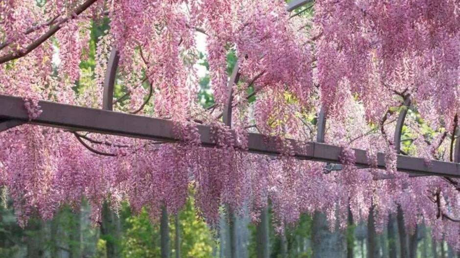 1050米!三色紫藤长廊迎来最美时刻