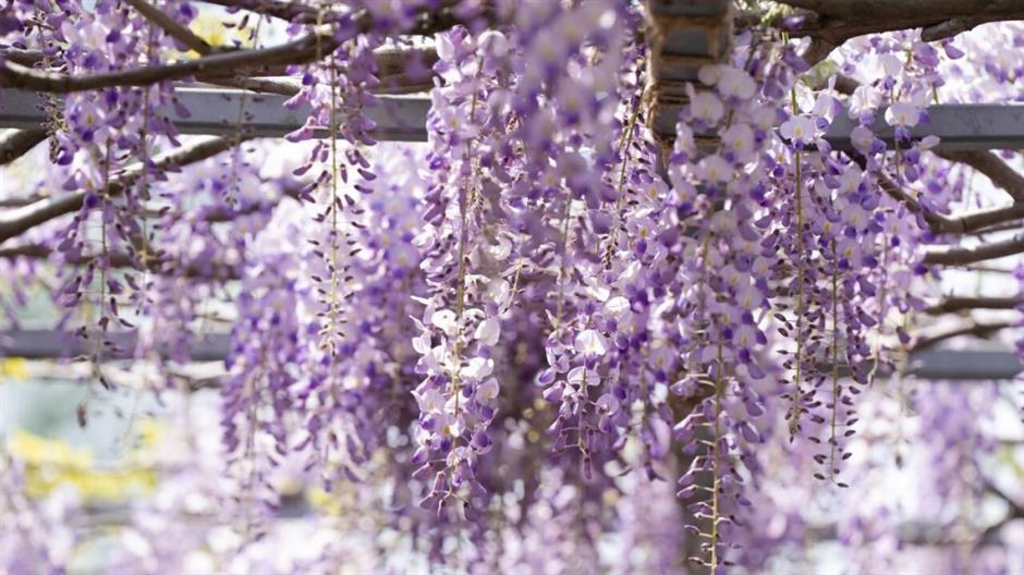 1050米!三色紫藤长廊迎来最美时刻