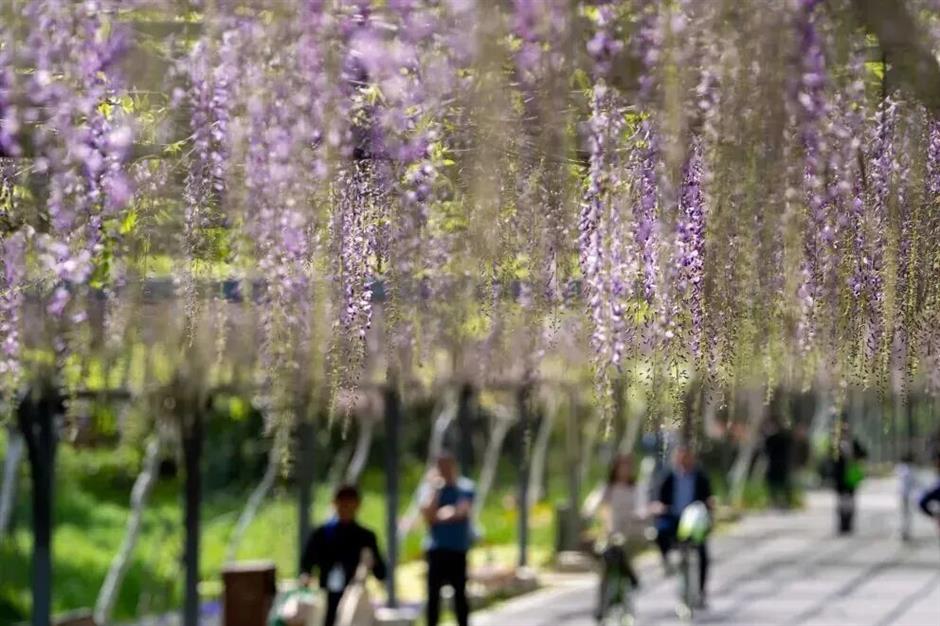 1050米!三色紫藤长廊迎来最美时刻