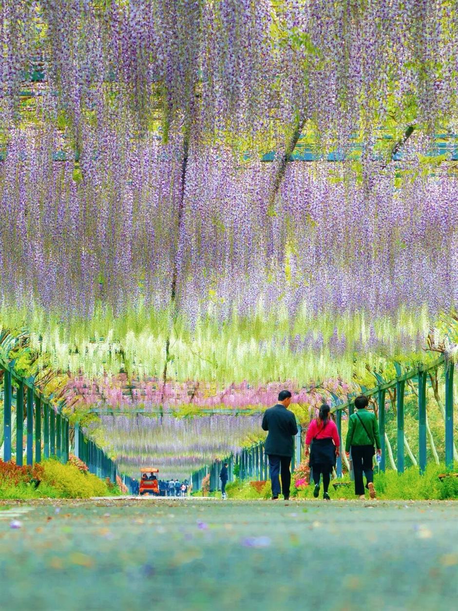 1050米!三色紫藤长廊迎来最美时刻