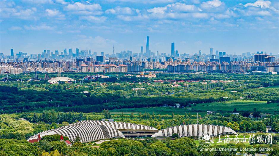 最近上海的草坪也太热闹了吧