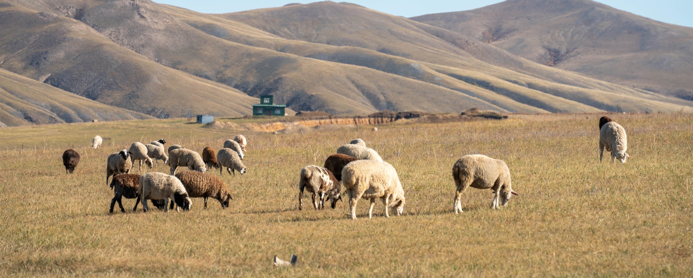 16,000-Yuan Sheep-Herding Job in Inner Mongolia Goes Viral
