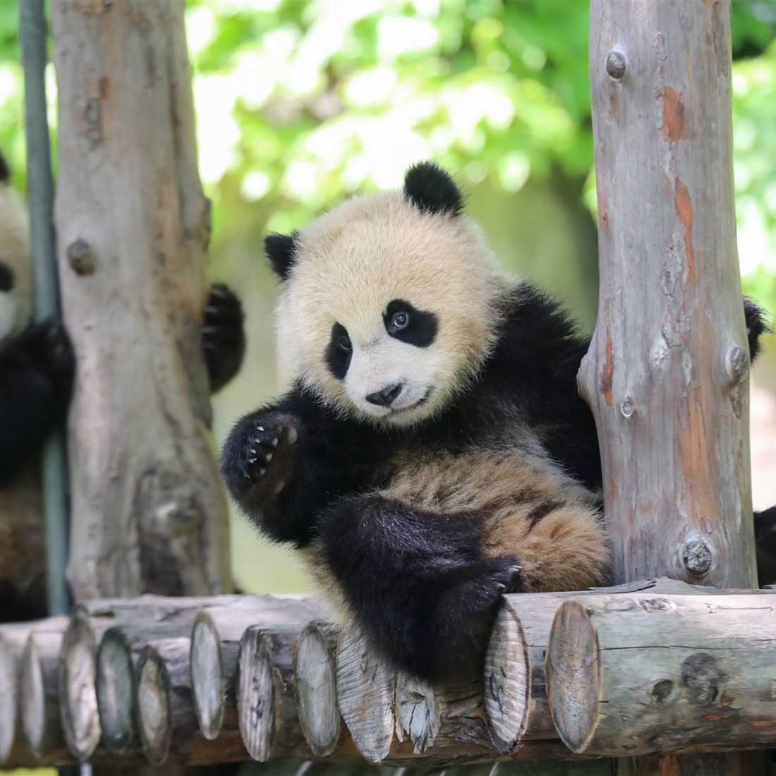 Panda Family Debut Marks Animal Park's May Day Festivities