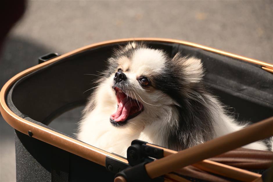 [Hai Lights] Pet-Friendly City Parks for a Relaxed Early Summer Walk